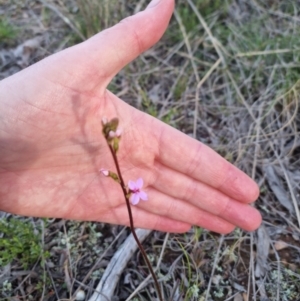 Stylidium graminifolium at Bungendore, NSW - 11 Oct 2022 05:47 PM