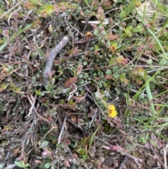 Bossiaea buxifolia at Moncrieff, ACT - 11 Oct 2022 02:36 PM