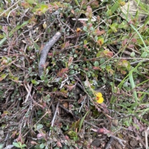 Bossiaea buxifolia at Moncrieff, ACT - 11 Oct 2022