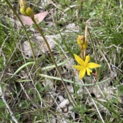 Bulbine bulbosa (Golden Lily) at Moncrieff, ACT - 11 Oct 2022 by JaneR