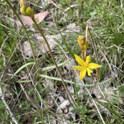 Bulbine bulbosa (Golden Lily) at Moncrieff, ACT - 11 Oct 2022 by JaneR