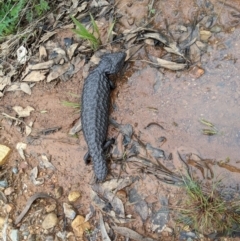 Tiliqua rugosa (Shingleback Lizard) at Hackett, ACT - 11 Oct 2022 by Tomv