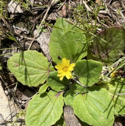 Cymbonotus sp. (preissianus or lawsonianus) (Bears Ears) at Moncrieff, ACT - 11 Oct 2022 by JaneR