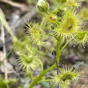 Drosera gunniana at Moncrieff, ACT - 11 Oct 2022 02:49 PM