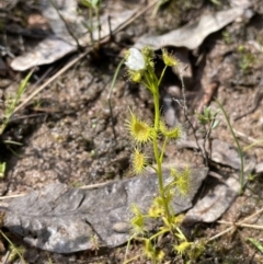 Drosera gunniana at Moncrieff, ACT - 11 Oct 2022 02:49 PM