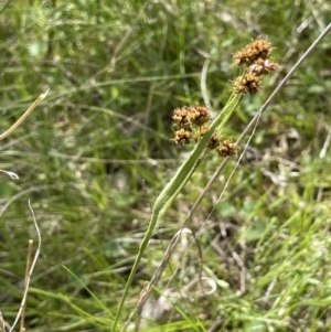 Luzula densiflora at Moncrieff, ACT - 11 Oct 2022