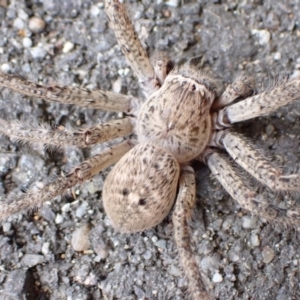 Neosparassus calligaster at Murrumbateman, NSW - 11 Oct 2022