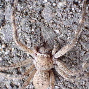 Neosparassus calligaster at Murrumbateman, NSW - 11 Oct 2022