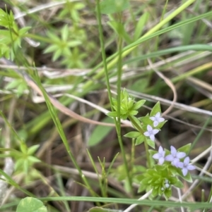 Sherardia arvensis at Moncrieff, ACT - 11 Oct 2022