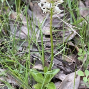 Stackhousia monogyna at Moncrieff, ACT - 11 Oct 2022