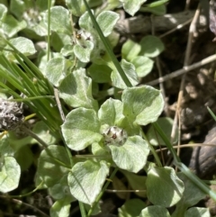 Stuartina muelleri (Spoon Cudweed) at Moncrieff, ACT - 11 Oct 2022 by JaneR