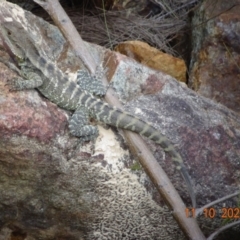 Intellagama lesueurii howittii (Gippsland Water Dragon) at Paddys River, ACT - 11 Oct 2022 by GirtsO