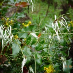 Clematis leptophylla at Paddys River, ACT - 11 Oct 2022