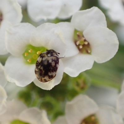 Anthrenus verbasci (Varied or Variegated Carpet Beetle) at Murrumbateman, NSW - 11 Oct 2022 by SimoneC