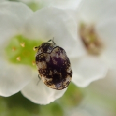 Anthrenus verbasci at Murrumbateman, NSW - 11 Oct 2022