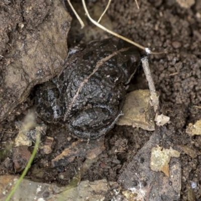 Limnodynastes tasmaniensis (Spotted Grass Frog) at Wamboin, NSW - 4 Oct 2022 by AlisonMilton