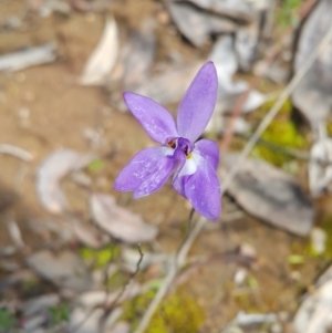 Glossodia major at Molonglo Valley, ACT - suppressed