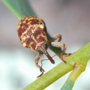 Lybaeba metasternalis at Stromlo, ACT - 11 Oct 2022