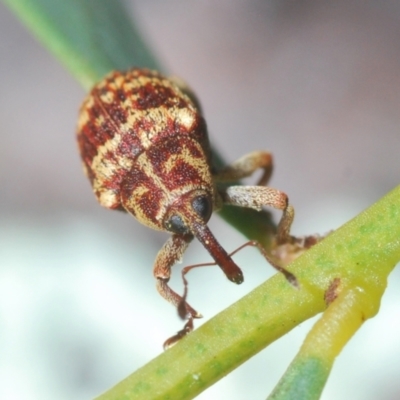 Lybaeba metasternalis (Weevil) at Stromlo, ACT - 11 Oct 2022 by Harrisi