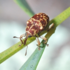 Lybaeba metasternalis at Stromlo, ACT - 11 Oct 2022