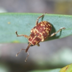 Lybaeba metasternalis at Stromlo, ACT - 11 Oct 2022