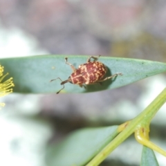 Lybaeba metasternalis at Stromlo, ACT - 11 Oct 2022