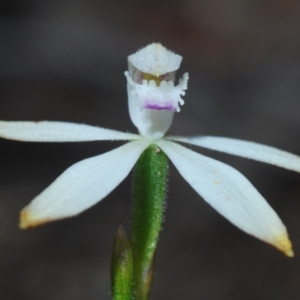 Caladenia ustulata at Stromlo, ACT - suppressed