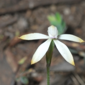 Caladenia ustulata at Stromlo, ACT - suppressed