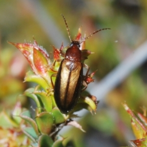 Hemicistela discoidalis at Stromlo, ACT - 11 Oct 2022