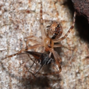 Cryptachaea veruculata at Acton, ACT - 2 Oct 2022