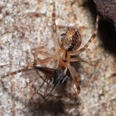 Cryptachaea veruculata (Diamondback comb-footed spider) at ANBG - 2 Oct 2022 by TimL