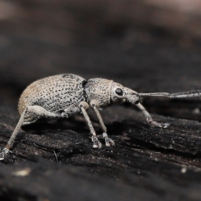 Merimnetes oblongus (Radiata pine shoot weevil) at ANBG - 2 Oct 2022 by TimL