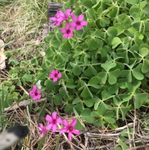 Oxalis articulata at Yarralumla, ACT - 10 Sep 2021