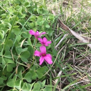 Oxalis articulata at Yarralumla, ACT - 10 Sep 2021