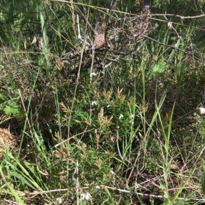 Lissanthe strigosa subsp. subulata (Peach Heath) at Yarralumla, ACT - 10 Oct 2021 by grakymhirth@tpg.com