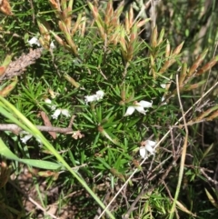 Lissanthe strigosa subsp. subulata at Yarralumla, ACT - 11 Oct 2021