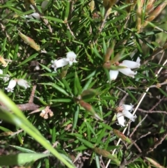 Lissanthe strigosa subsp. subulata at Yarralumla, ACT - 11 Oct 2021 10:03 AM