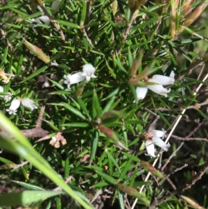 Lissanthe strigosa subsp. subulata at Yarralumla, ACT - 11 Oct 2021