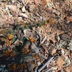 Pultenaea procumbens (Bush Pea) at Yarralumla, ACT - 8 Oct 2021 by grakymhirth@tpg.com