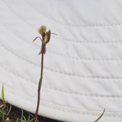 Chiloglottis trapeziformis (Diamond Ant Orchid) at ANBG South Annex - 10 Oct 2022 by BarrieR