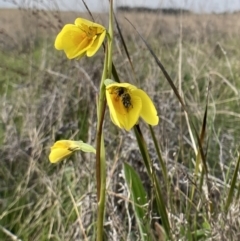 Diuris amabilis (Large Golden Moth) at Mitchell, ACT - 11 Oct 2022 by MattM