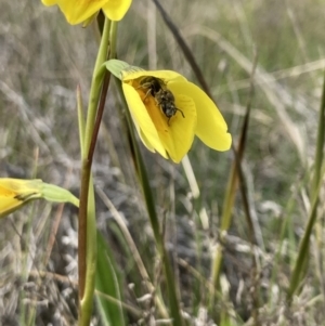 Diuris amabilis at Mitchell, ACT - suppressed