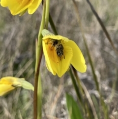 Diuris amabilis at Mitchell, ACT - suppressed