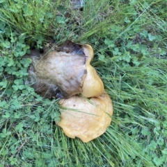 zz bolete at Theodore, ACT - 11 Oct 2022 by Cardy