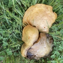 zz bolete at Theodore, ACT - 11 Oct 2022 08:53 AM