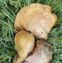 zz bolete at Theodore, ACT - 11 Oct 2022 08:53 AM