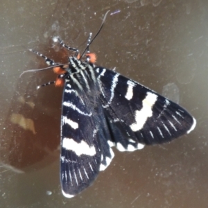 Phalaenoides glycinae at Conder, ACT - 10 Oct 2022