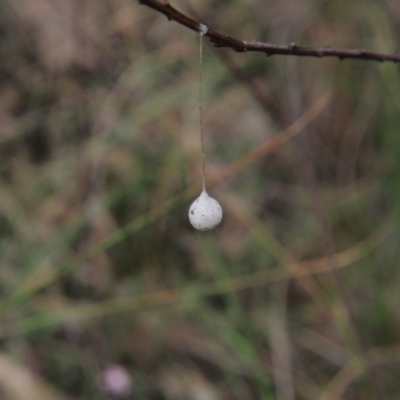 Araneae (order) (Unidentified spider) at Acton, ACT - 10 Oct 2022 by BarrieR