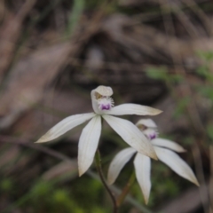 Caladenia ustulata (Brown Caps) at Acton, ACT - 11 Oct 2022 by BarrieR