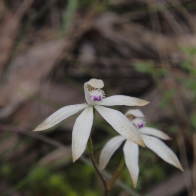 Caladenia ustulata (Brown Caps) at Acton, ACT - 11 Oct 2022 by BarrieR